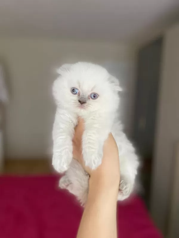 Scottish Fold Longhair Yavrular Teslime Hazir