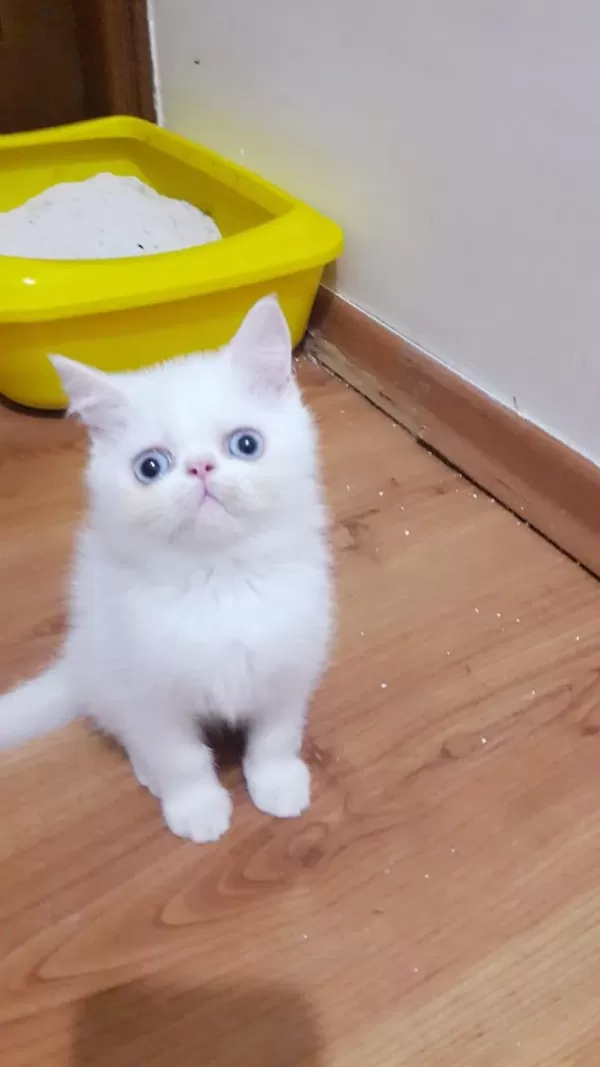 Exotic Shorthair Erkek