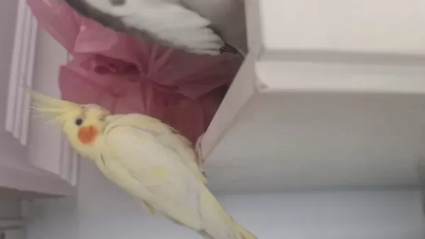 Konuşan Yumurtlayan Çift Sultan Papağanı
