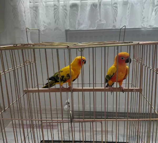 Güneş Konur (portakal Caique İle Takas Kabul Edilir)