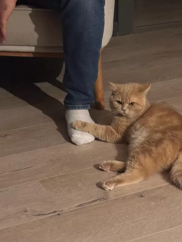 Kedimiz Arifi Sahiplendirmek İstiyorum