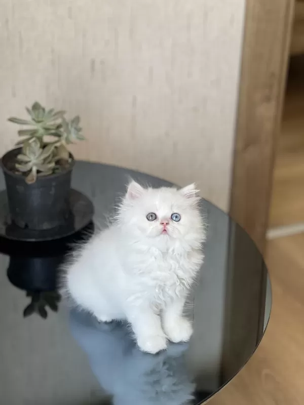 Eşsiz Göz Rengine Sahip British Longhair Gold Eyes