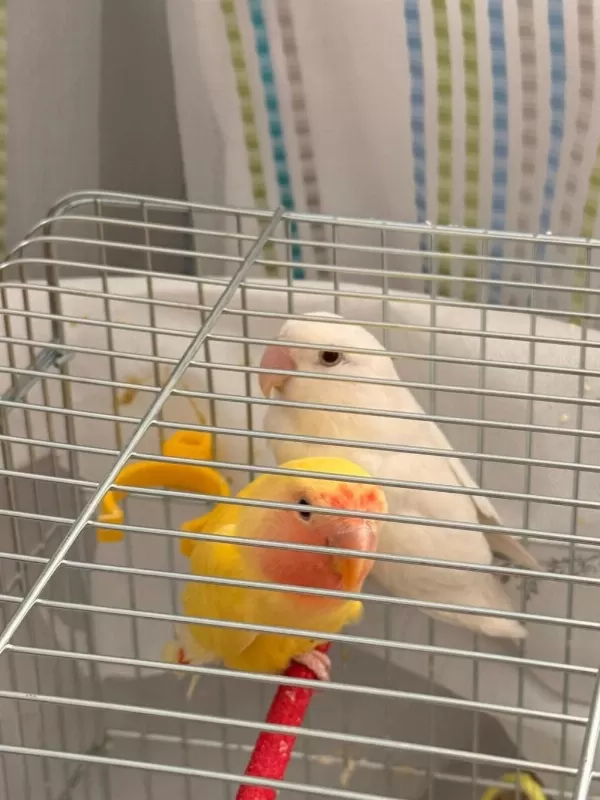 Albino Ve Lutino Takım Çift Sevda Papağanı