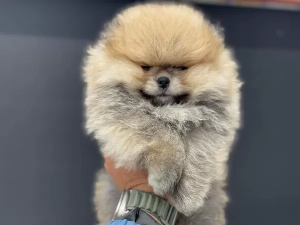 Petmode Köpek Çiftliğinden Tedyy Pomeranian