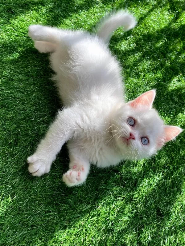 Pamuk Gibi Yavru Kedimiz