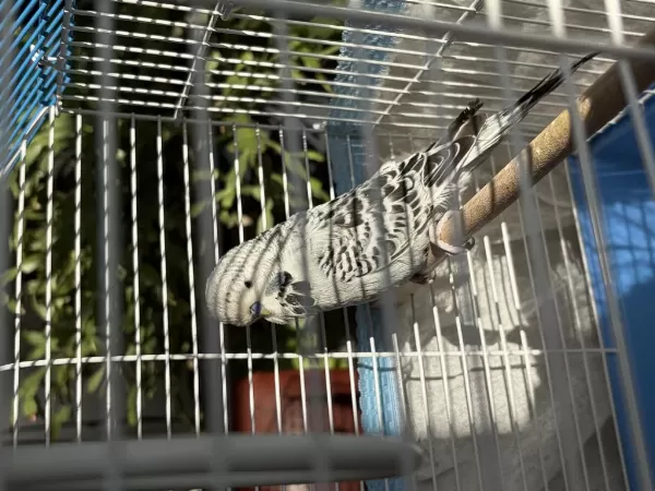 Harika Jumbo Muhabbet Kuşu