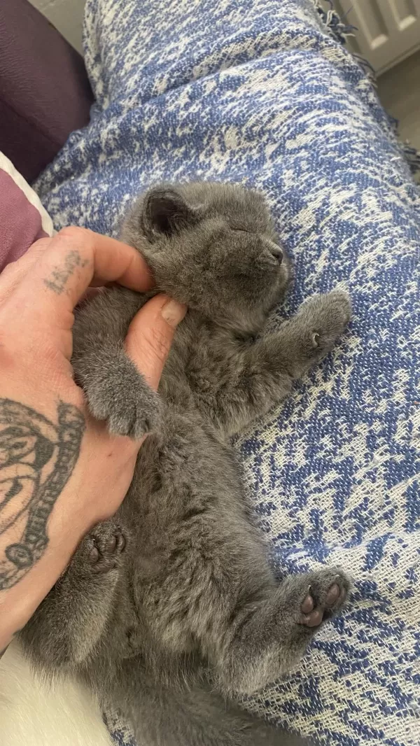 British Shorthair Blue Bebek
