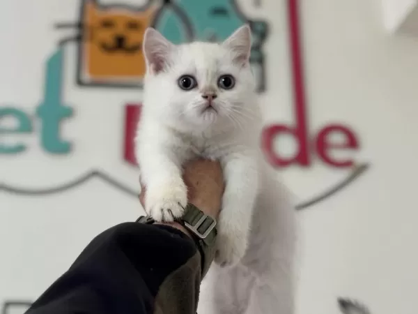 Ankaranın En Elit British Shorthair Ve Longhair Yavruları