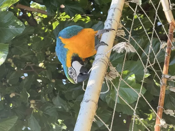 Sahibinden Macaw 8 Aylık