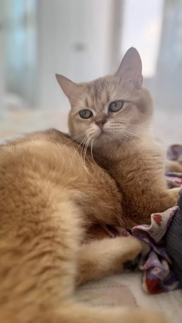 15 Aylık Ny12 Dişi British Shorthair
