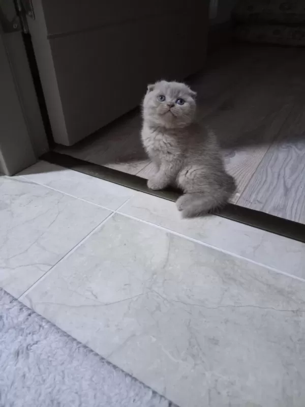 Disi Lilac British Shorthair Yavrular