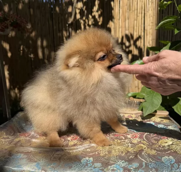 Turuncu Renkte Pomeranian Tea Cup Erkek