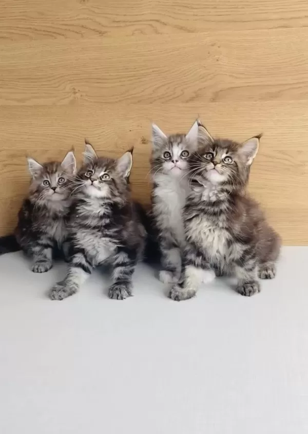 Değerini Bilene Xxl Maine Coon Bebeklerim
