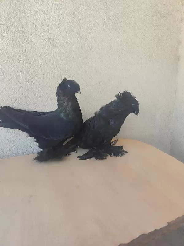 Bir Takım Erp Takım Güvercin