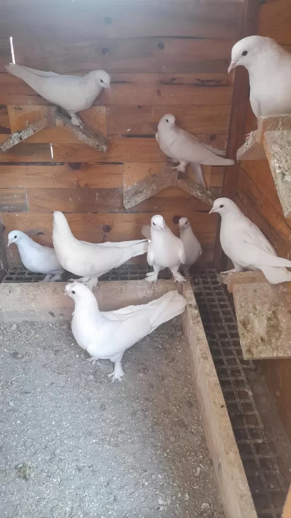 Bir Kümes Beyaz Güvercinler 81 İle Gönderim Olur