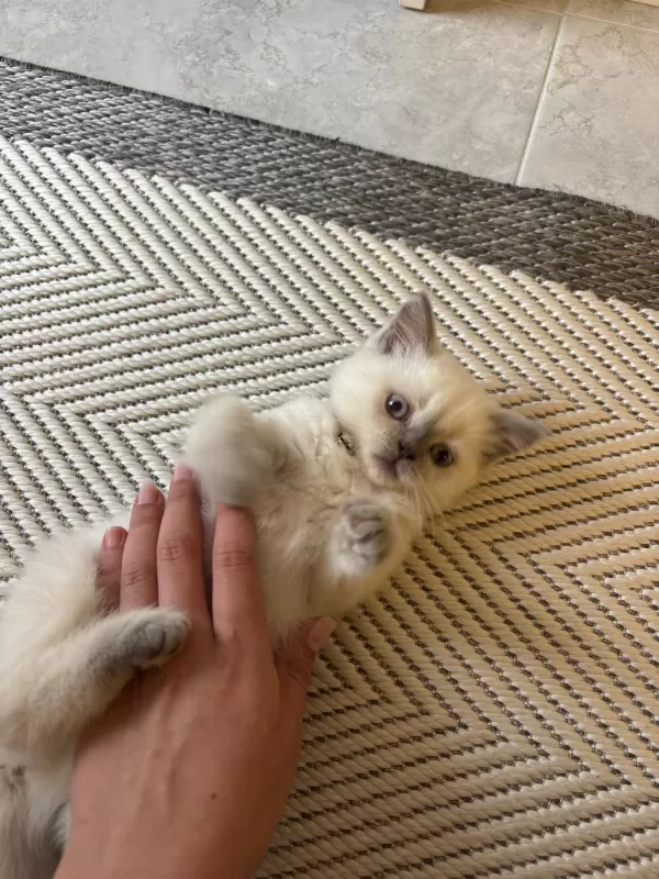 British Shorthair 2 Aylık Dişi Oyuncu Yavru