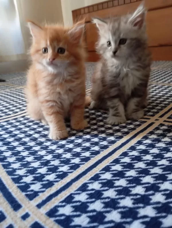 Rus Kanı Maine Coon Yavrular