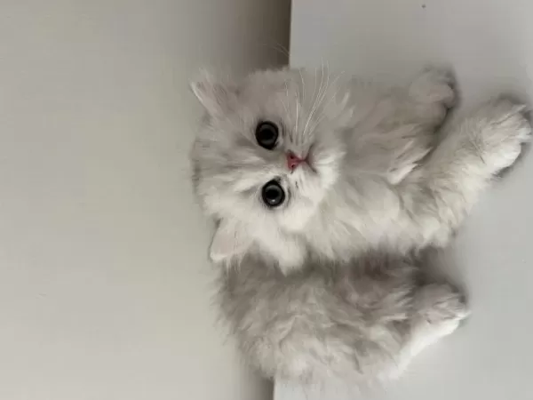 British Longhair Yavrular