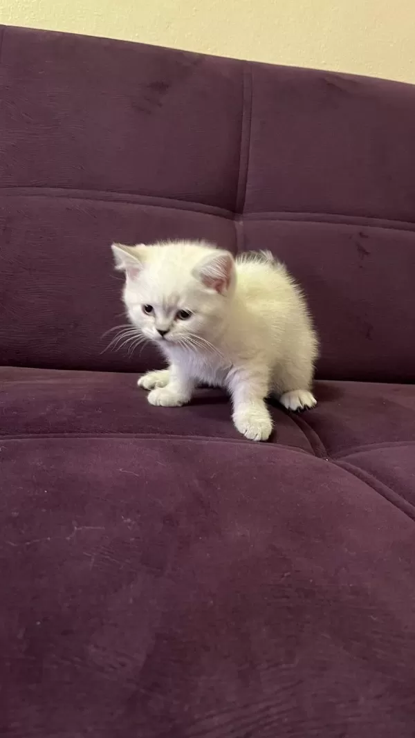 Akıllı Uysal Tatlı Beyaz Kedimiz