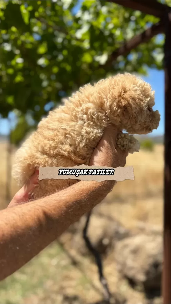 Toy Poodle Dişi Ve Erkek