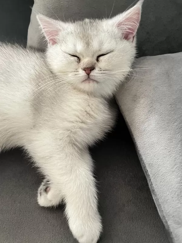 British Shorthair Yavrular