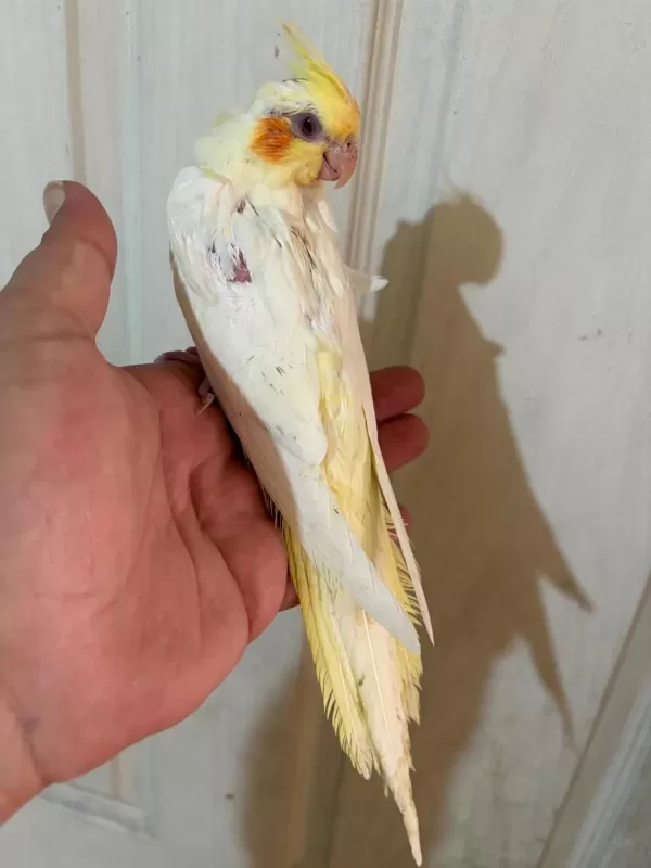 54 Günlük Ful Evcil Lutino Sultan Papağani Bebek