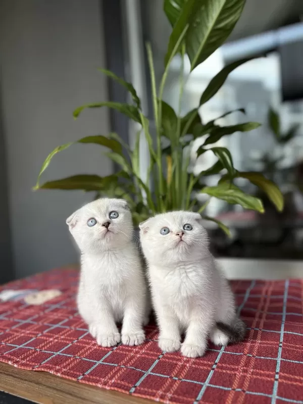 Scottish Fold Silver Yavrularim
