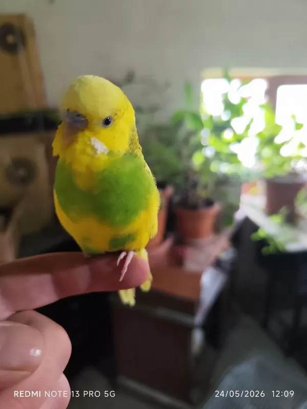 Ele Alışık Erkek Muhabbet Kuşu