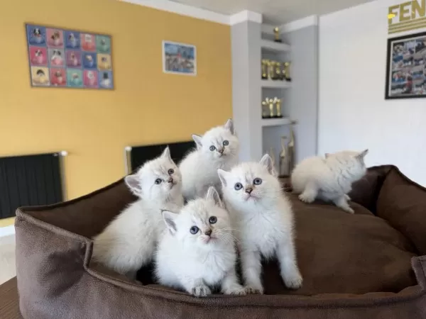 En Güzel British Long Hair Yavrular Shorthair Yavrulr