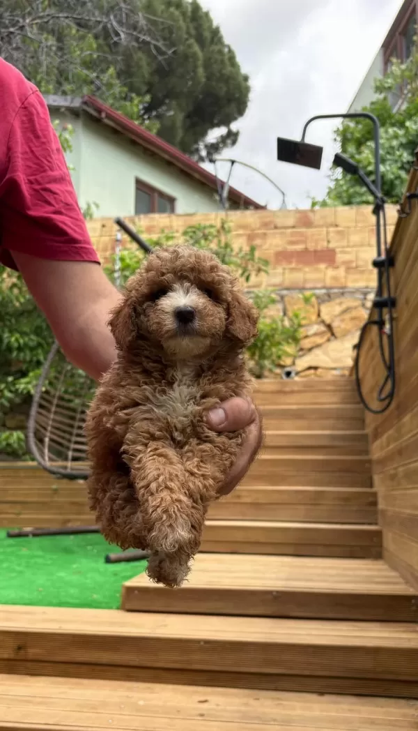 Kucuk Seker Poodle Minikler