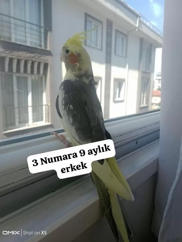 Sultan Papağanı Ev Üretimi Kuşlar