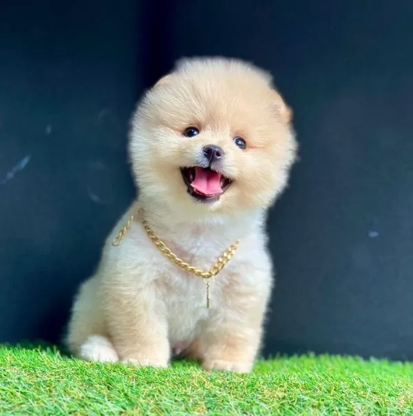 Safkan Pomeranian Boo Bebekler