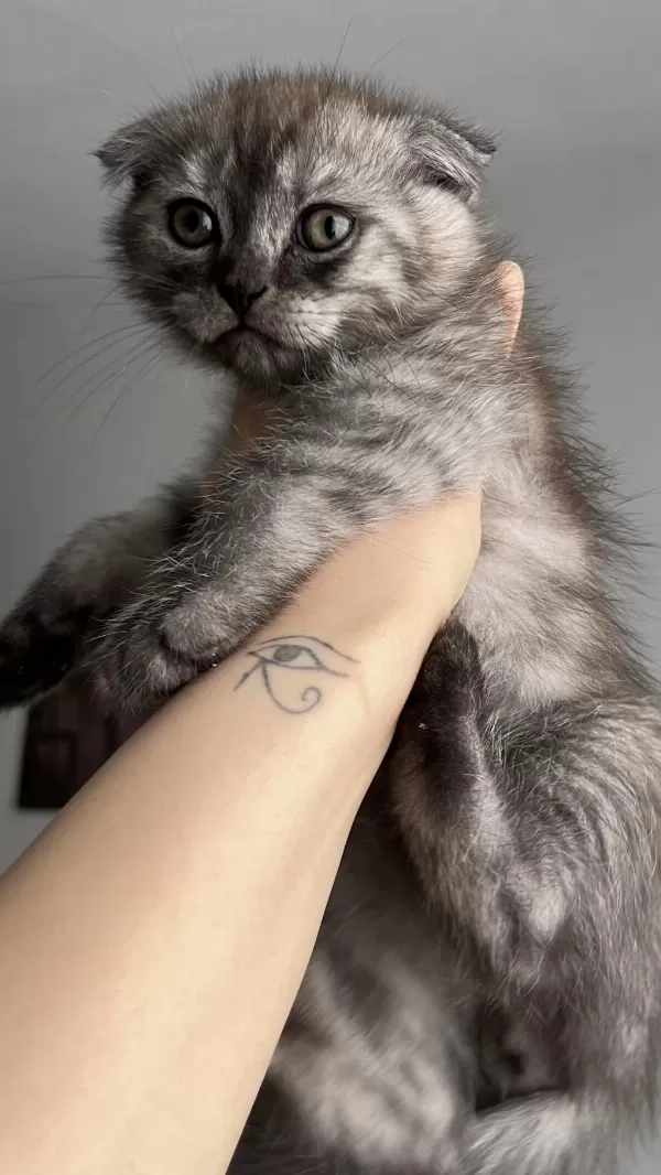 Yavru Scottish Fold Kedimiz Acil