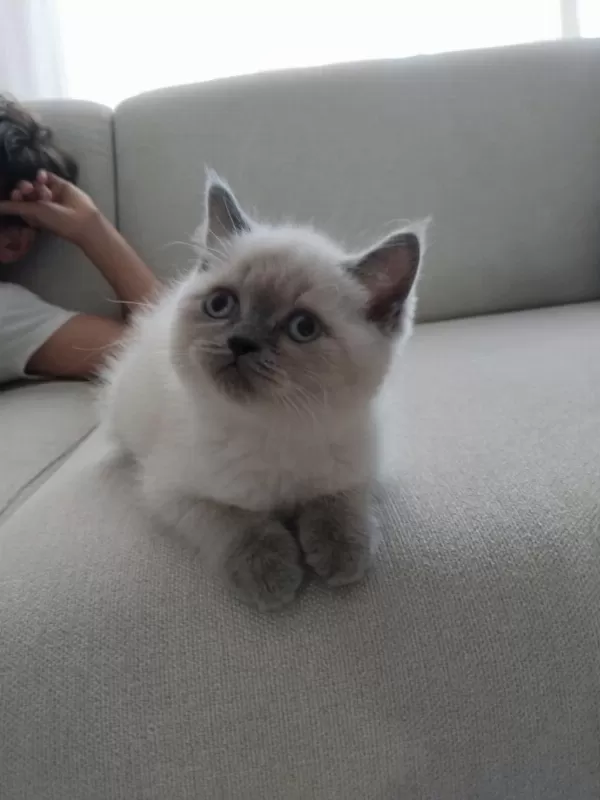 Acil Son İki Bebek British Shorthair