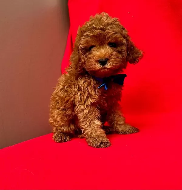 Safkan Toy Poodle Yavrularımız