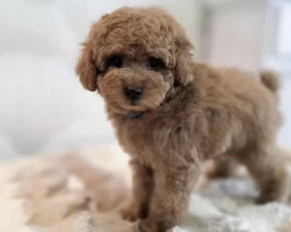 Toy Poodle Köpeklerim
