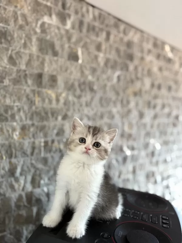 Birbirinden Güzel British Shorthair Yavrularim