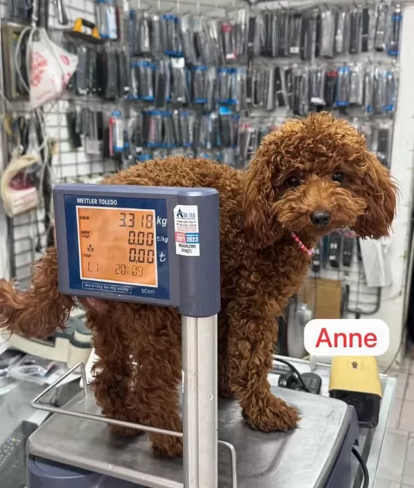 Maltipo Yavrular Toy Poodle Yavrular Ankara Mağazamizda