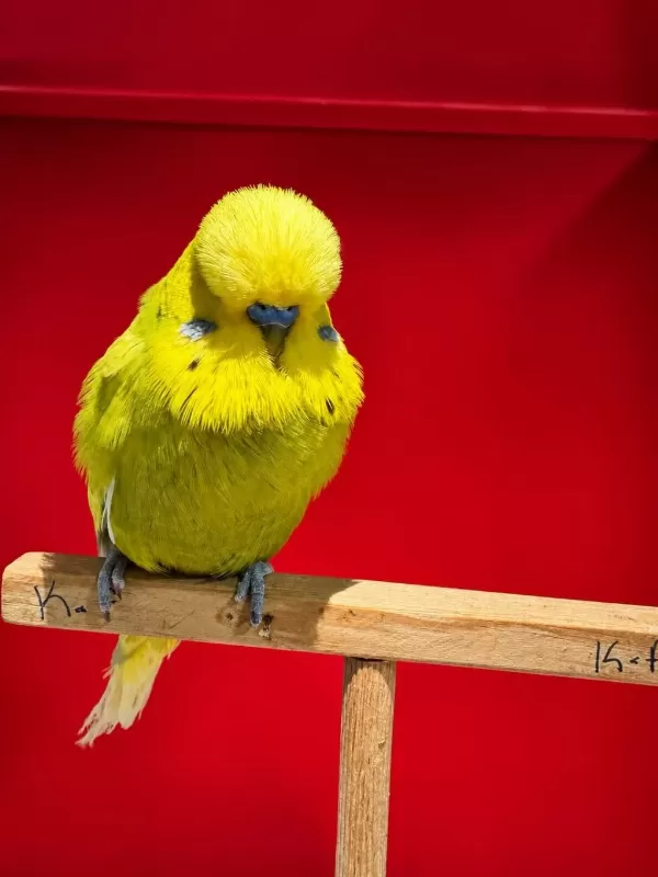 Show Jumbo Muhabbet Kuşu