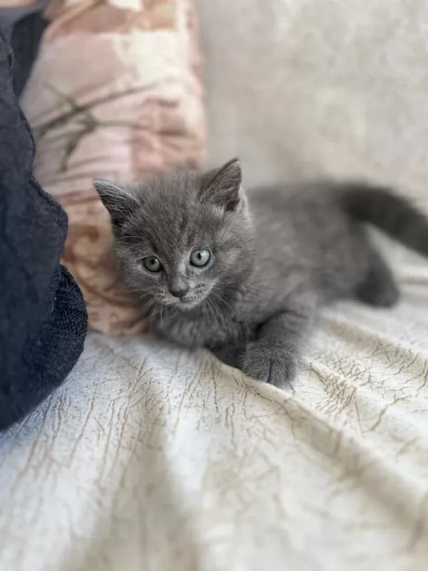 British Shorthair Yavrum