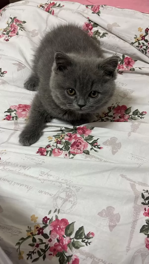 Orjinal British Shorthair
