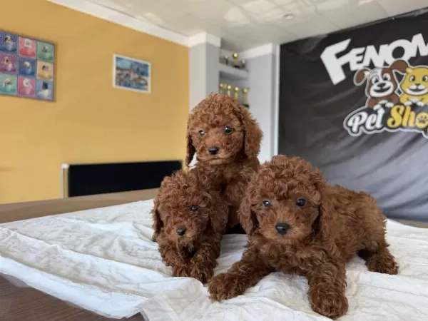 Maltipo Yavrular Toy Poodle Yavrular Ankara Mağazamizda