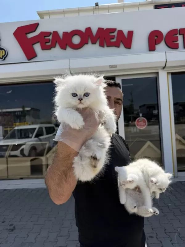 En Güzel British Shorthair Yavrulari Renk Renk Ankara