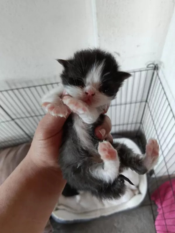 Scottish Fold Bebekler Yuva Arıyor