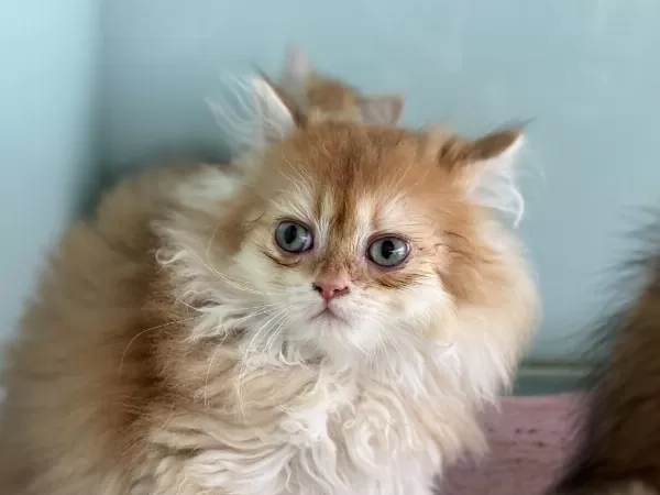En Güzel Golden British Shorthair Ve Longhair Yavrular