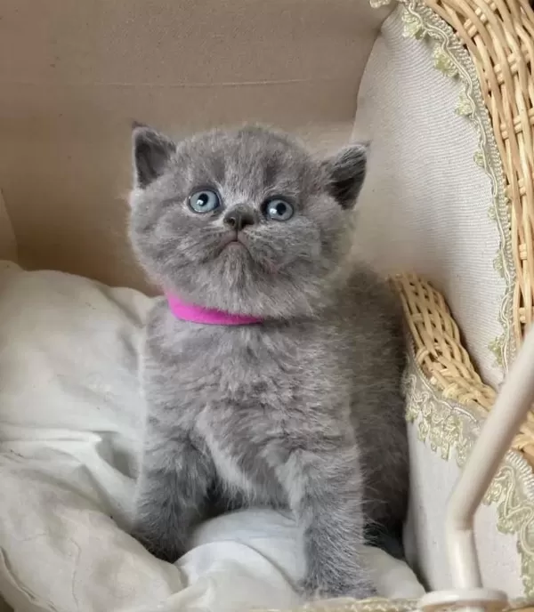 Ayi Surat British Shorthair Yavrularim