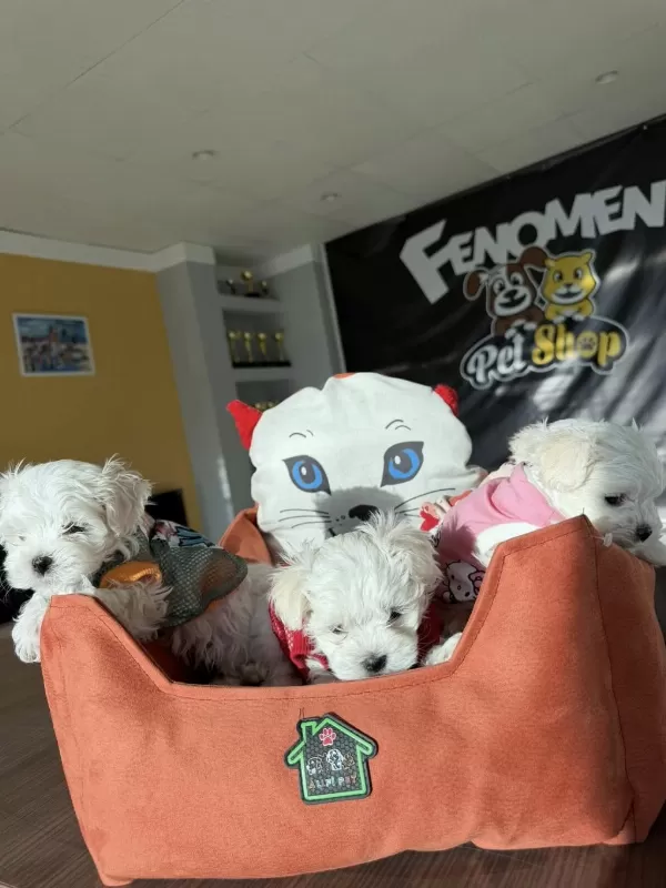 Shoooowwww Kalite Maltese Terrier Yavrular Ankara Mağazmzd