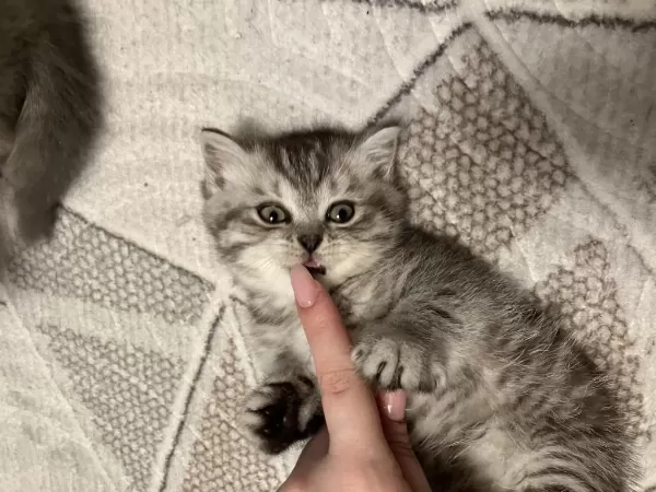 Dişi Yavru 45 Günlük British Shorthair