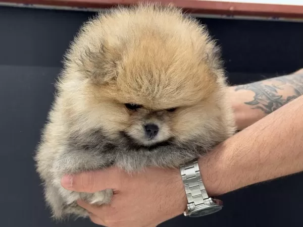 Petmode Köpek Çiftliğinden Pomeranian Yavrular