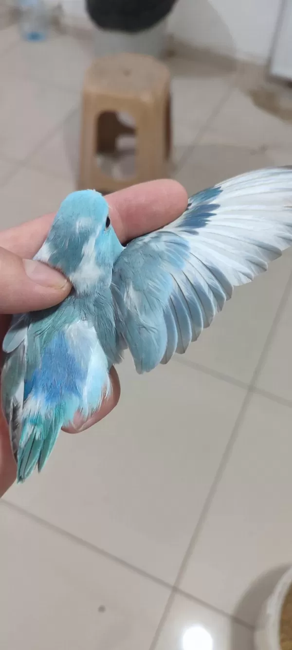 Sağlıklı Forpus Yavruları